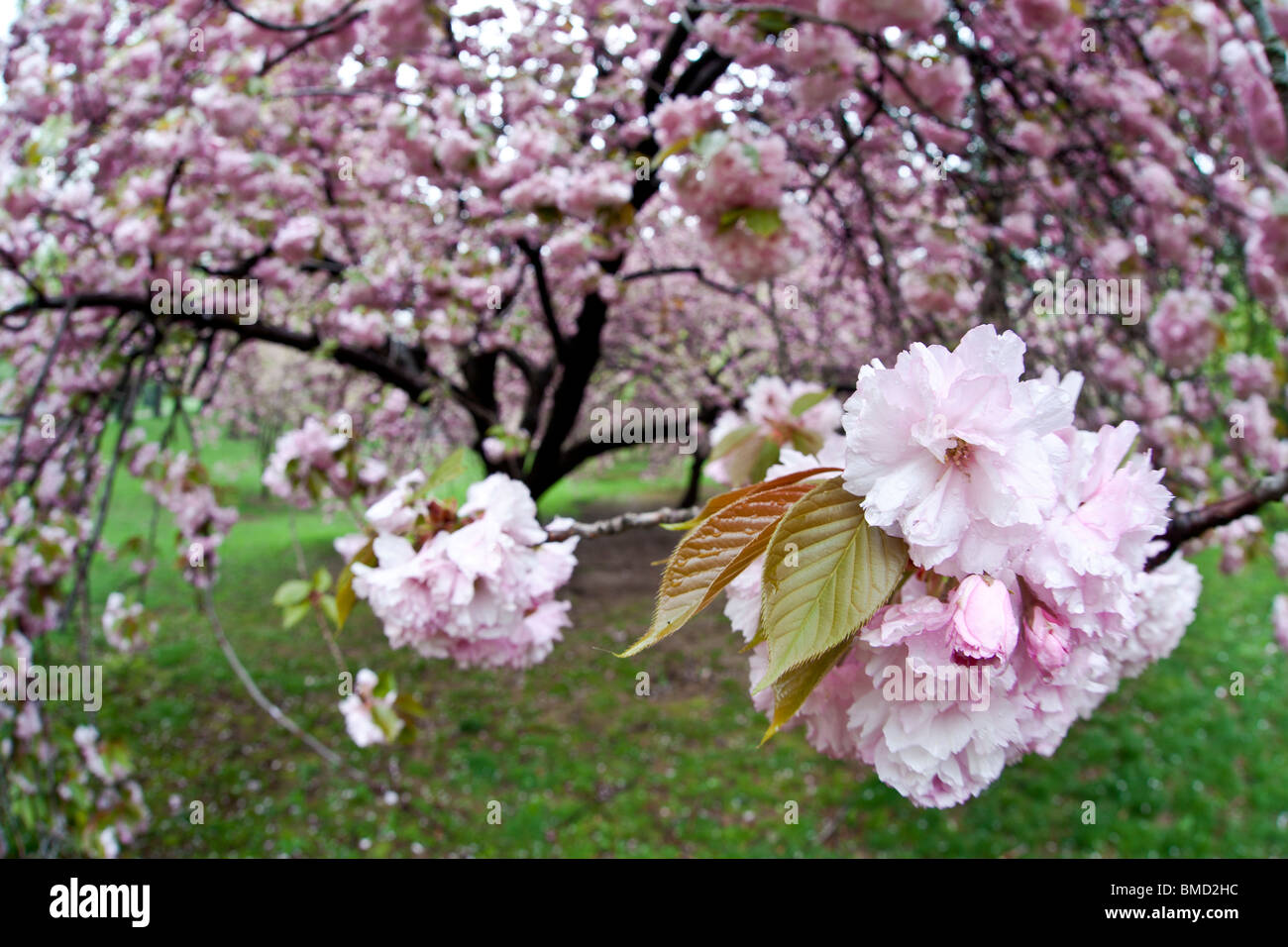 Spring in Central Park with Japanese Cherry trees in full bloom Stock ...