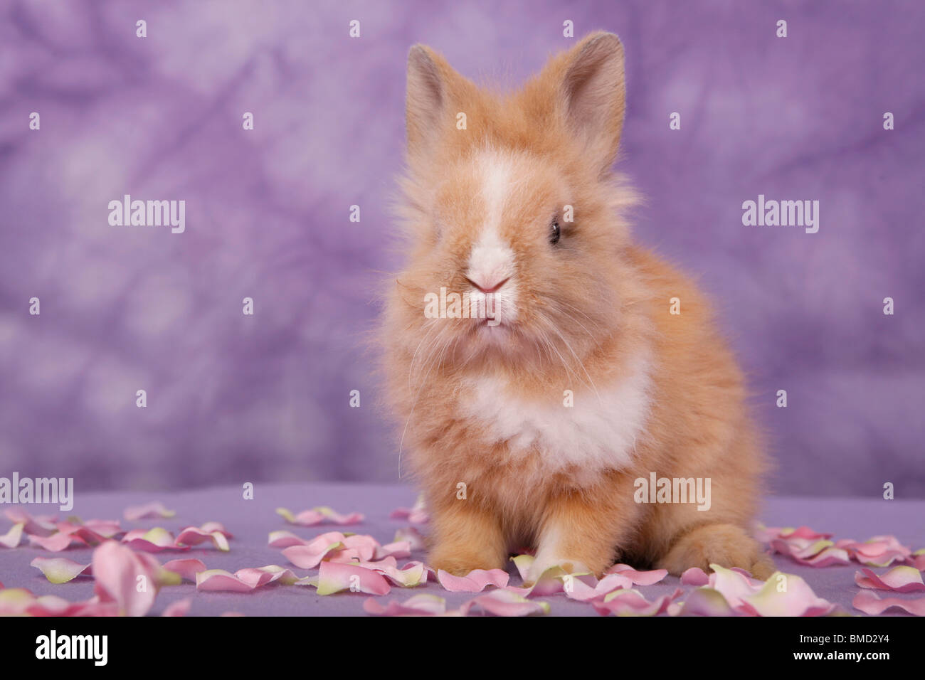 Löwenmähnenzwerg / pygmy bunny Stock Photo