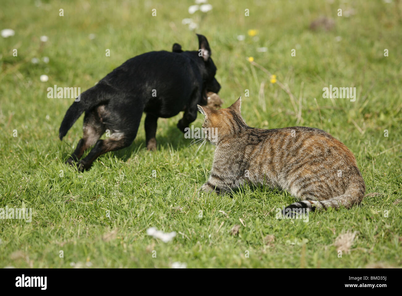 Hund und katze hi-res stock photography and images - Alamy