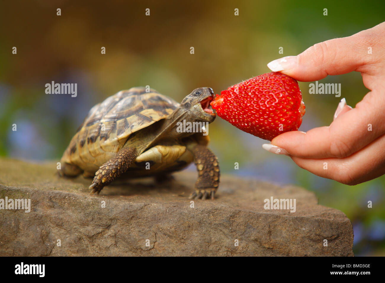 Baby Turtle Eating A Strawberry