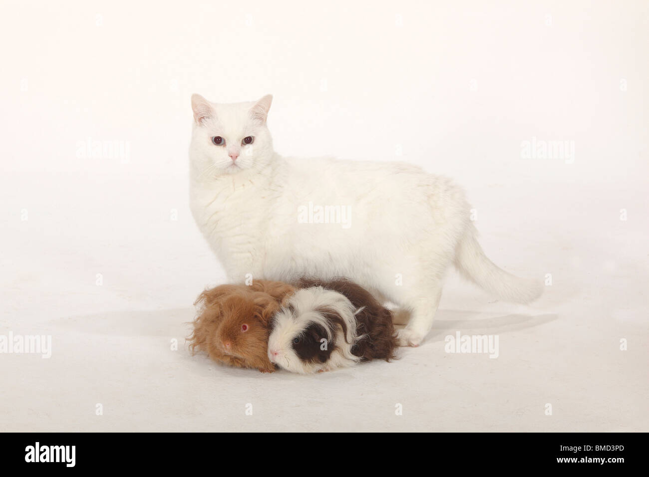 British Shorthair Cat Tomcat White Blue Eyed Lunkarya Guinea