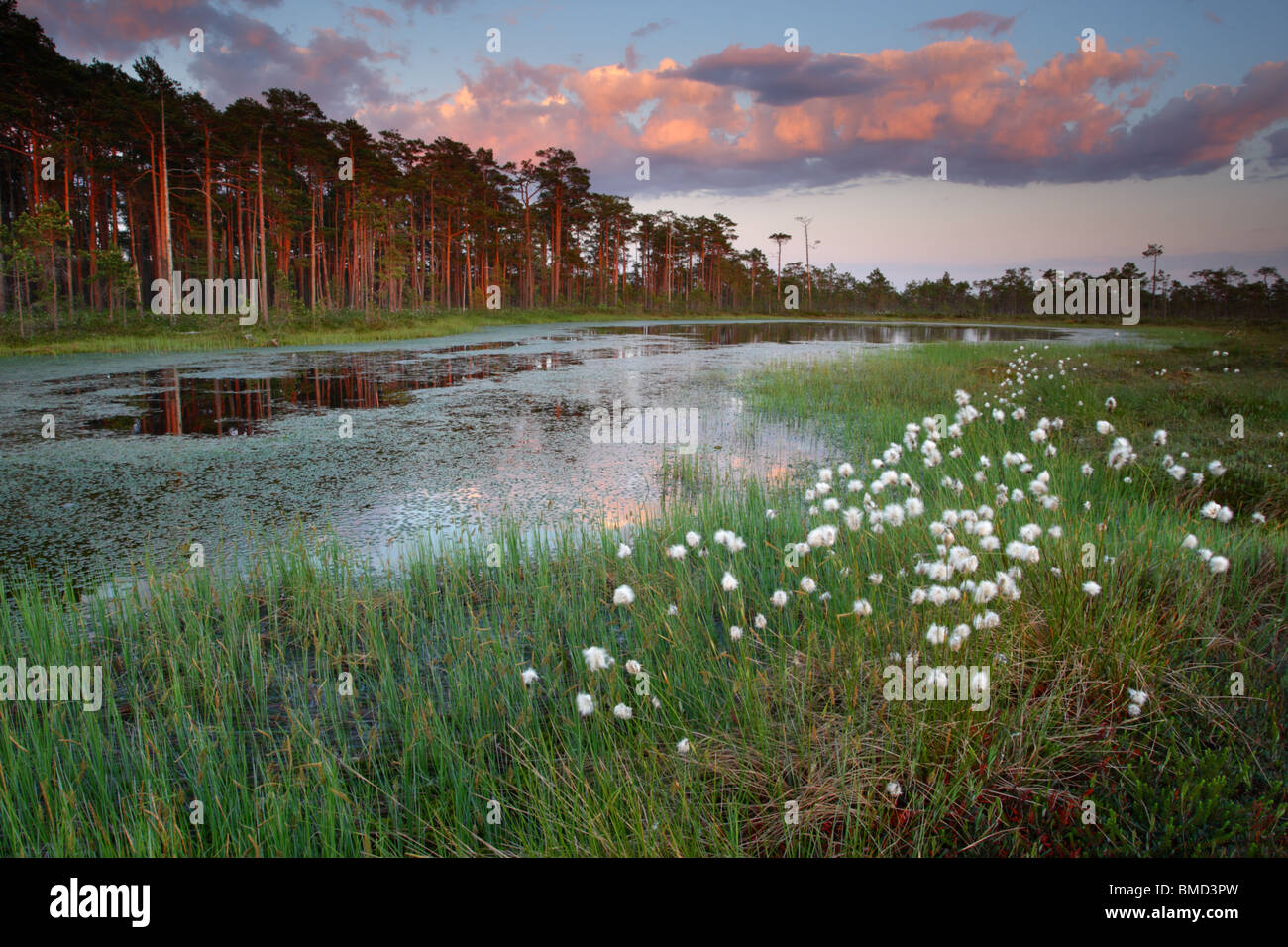 Bog pool and Hare's-tail Cottongrass (Eriophorum vaginatum), Spring 2010, Estonia Stock Photo