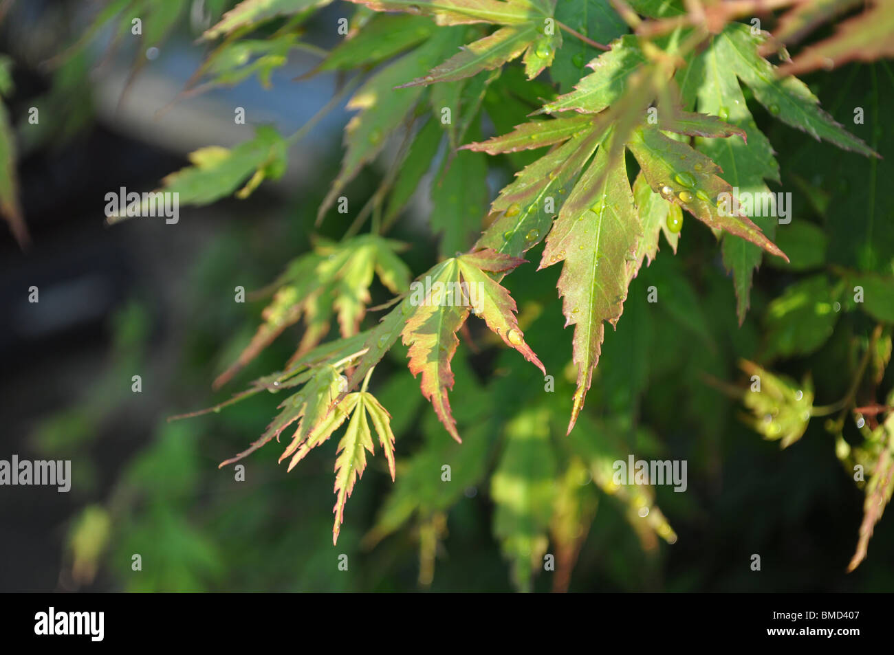 Green acer Japanese Maple tree Stock Photo Alamy