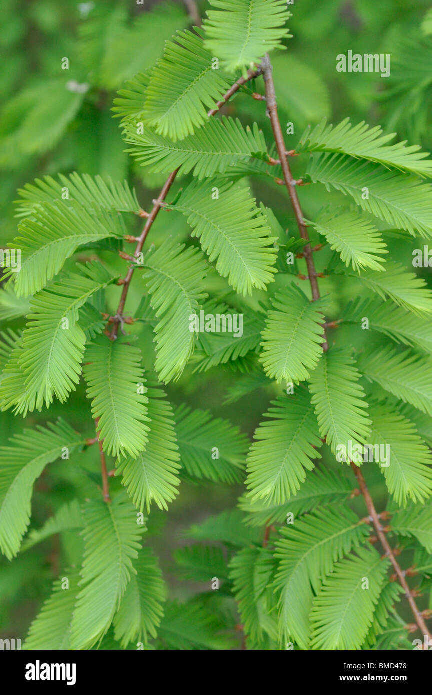 Dawn redwood (Metasequoia glyptostroboides) Stock Photo