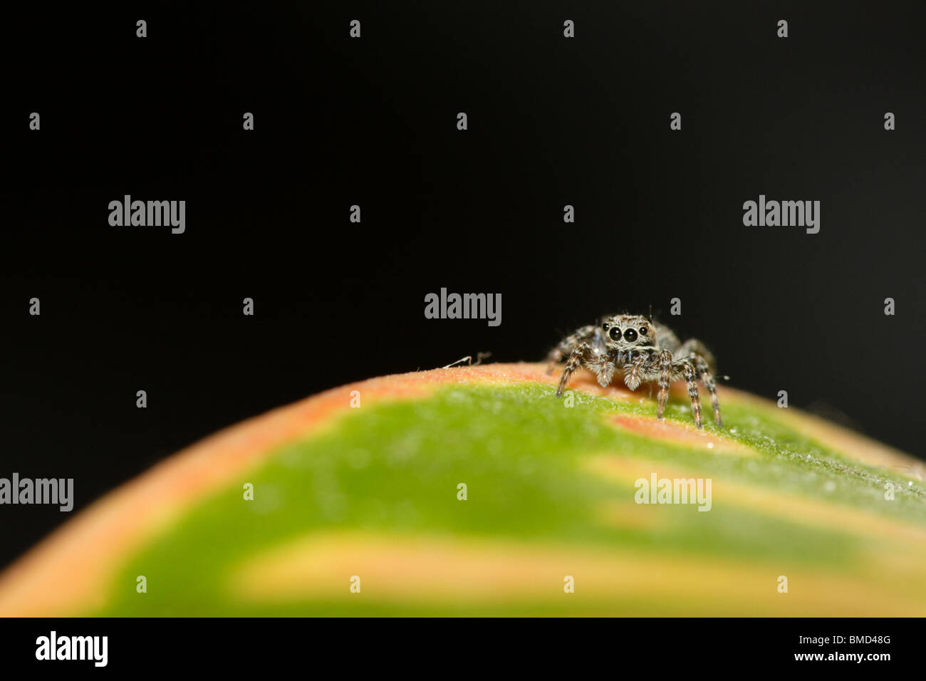 Jumping spider (family Salticidae) on the leaf. Stock Photo