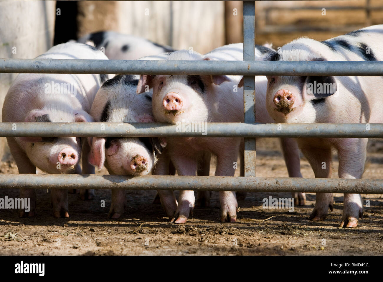 Young Gloucestershire Old Spot pigs in farm yard. Gloucestershire. United Kingdom. Stock Photo