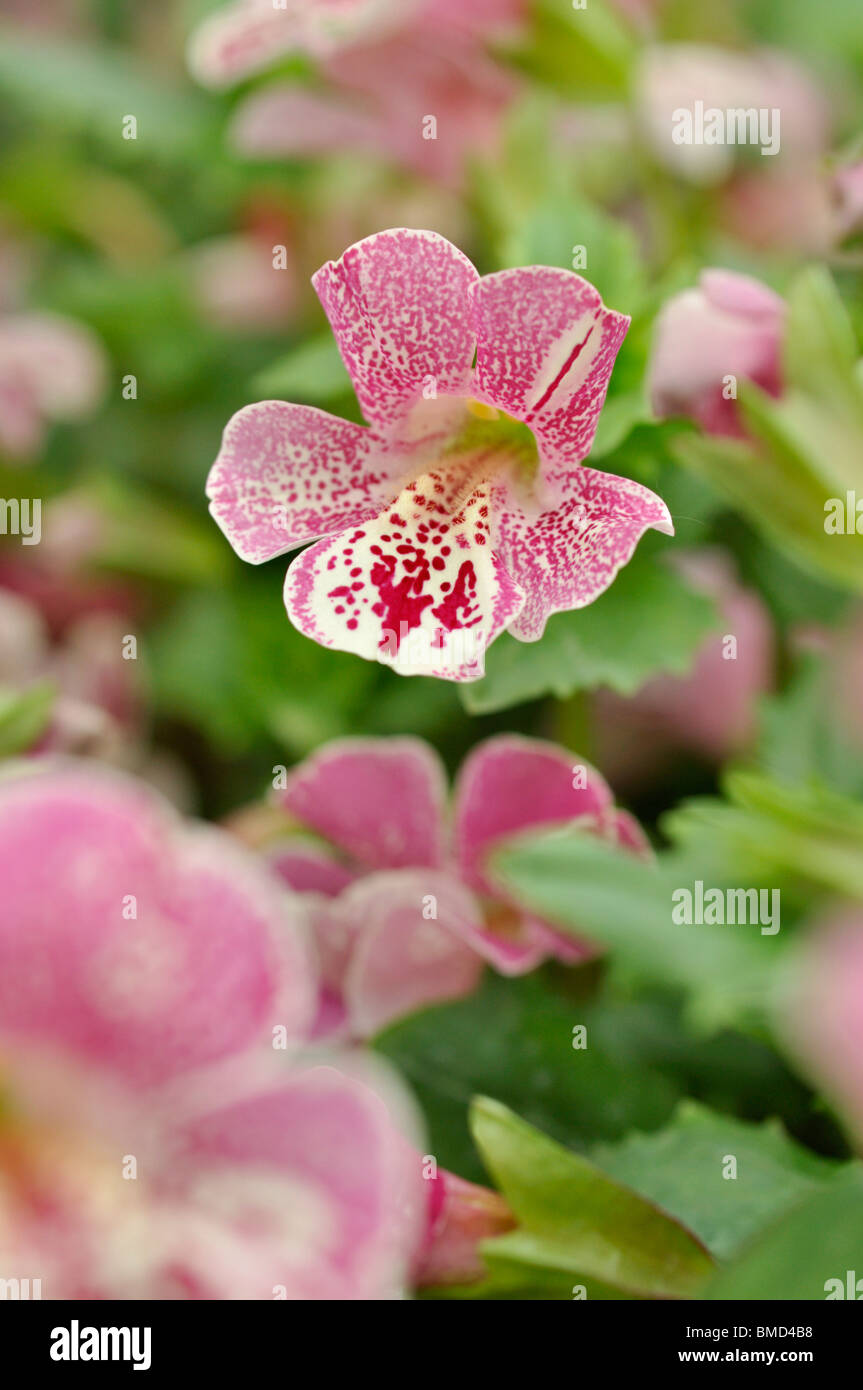 Common monkey flower (Mimulus guttatus 'Magic Mix') Stock Photo