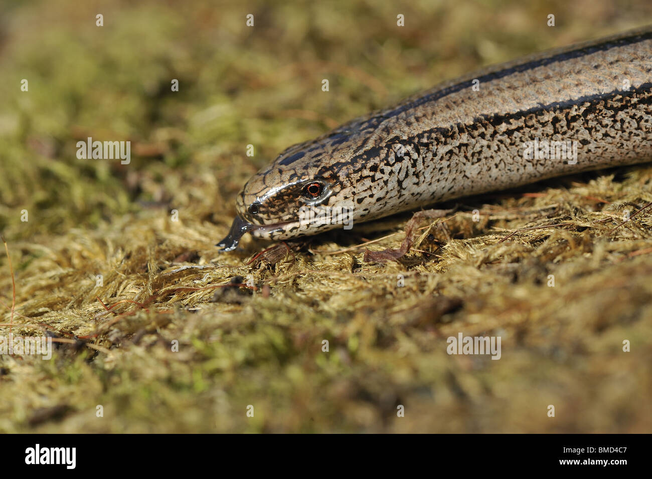 Female slow worm (Anguis fragilis) smelling with its tongue - head detail Stock Photo