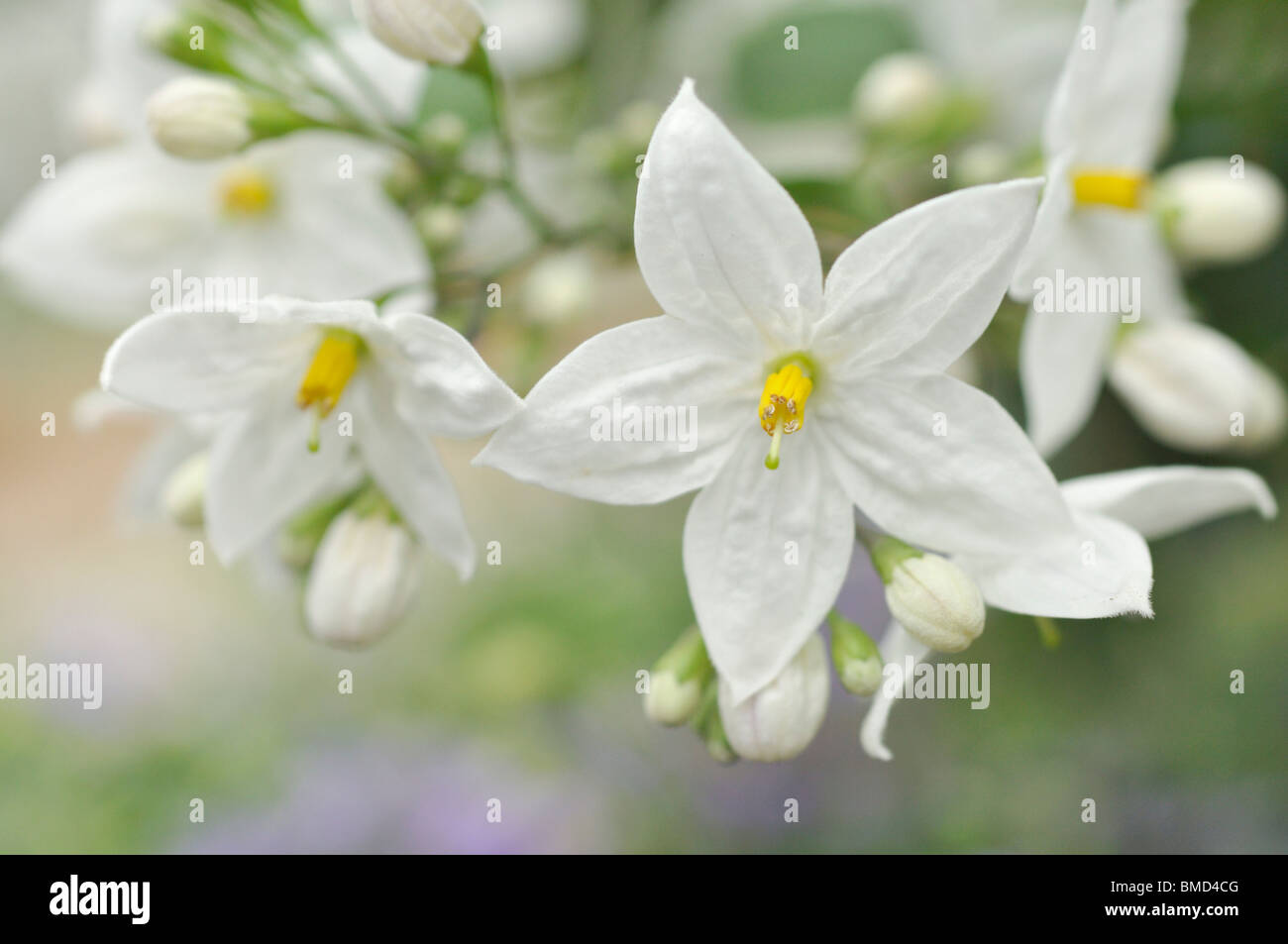 Jasmine nightshade (Solanum jasminoides) Stock Photo