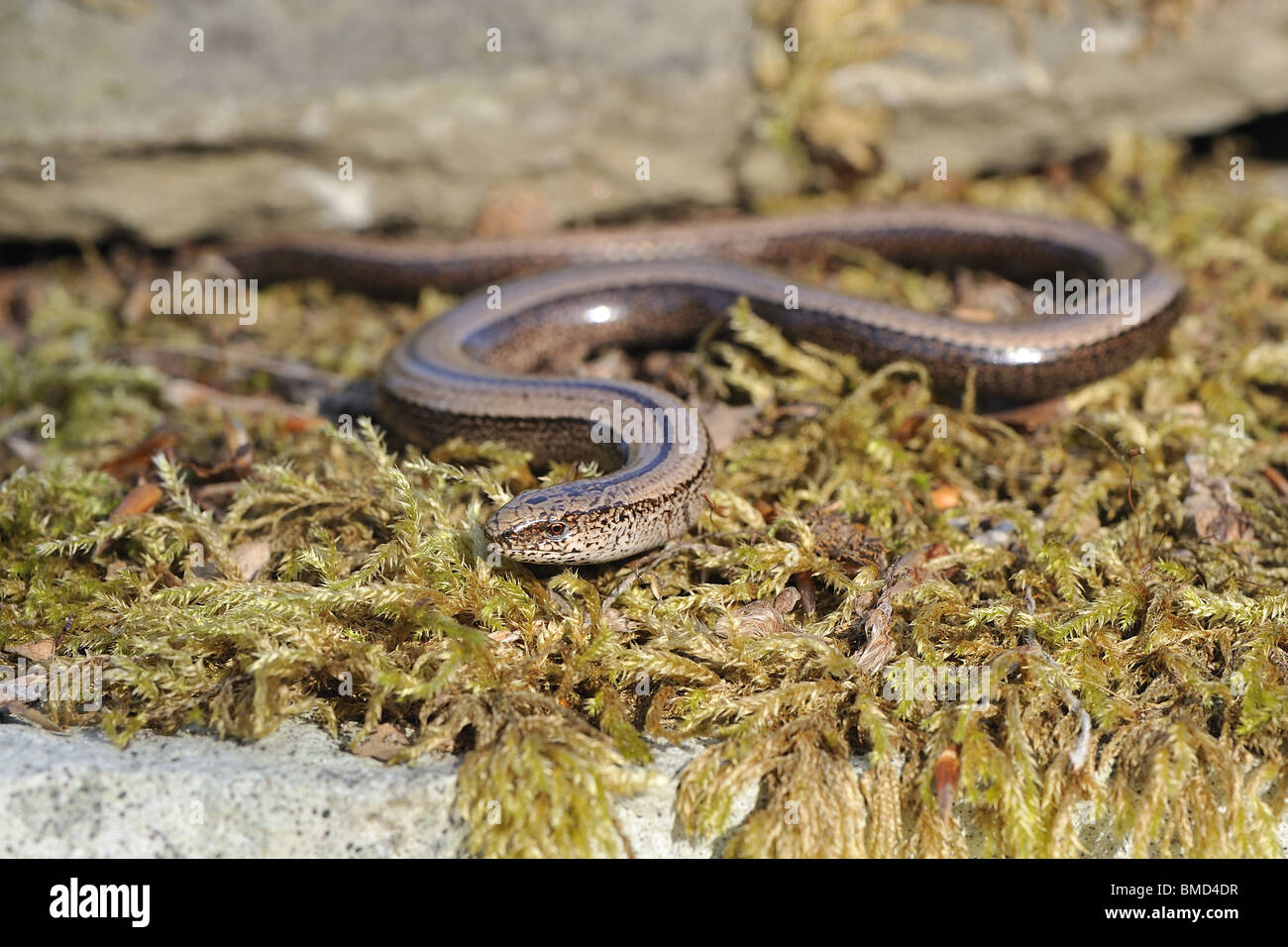 Female slow worm (Anguis fragilis) crawling on mossy stone Stock Photo