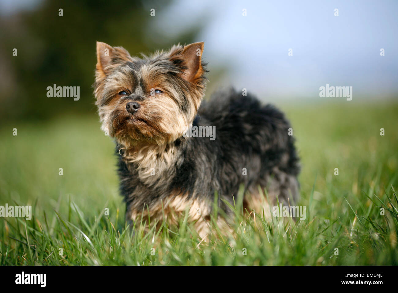 Mini Yorkshire Terrier Stock Photo
