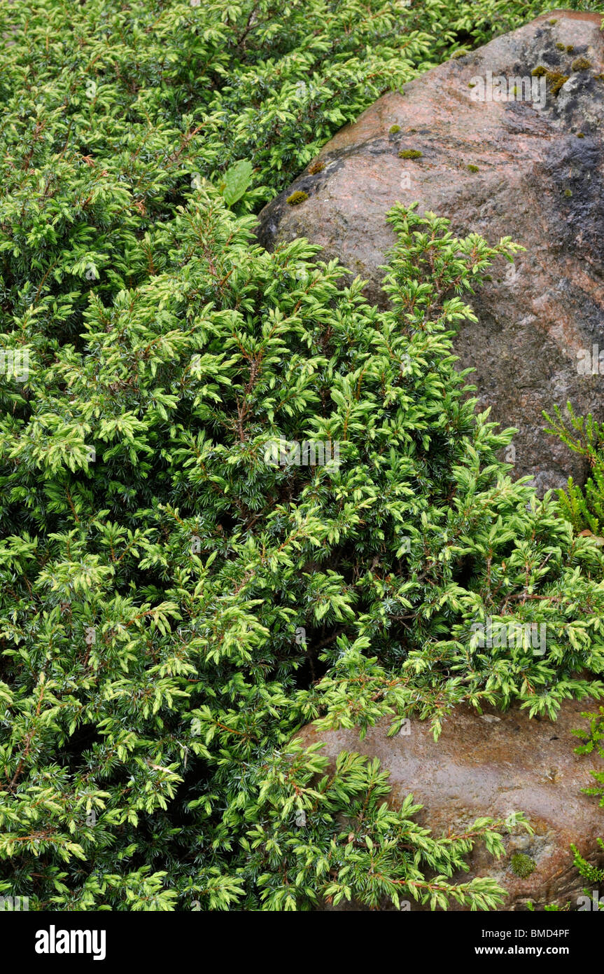 Dwarf juniper (Juniperus communis subsp. alpina) Stock Photo