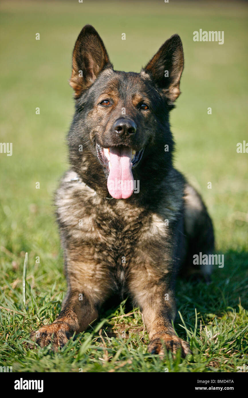 Deutscher Schäferhund / German Shepherd Stock Photo - Alamy