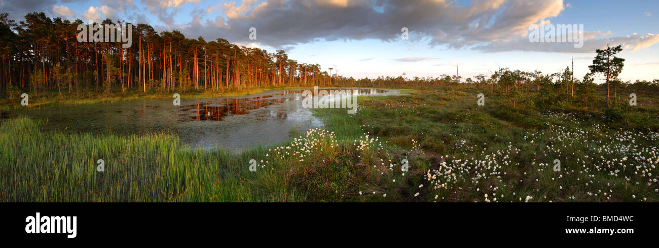 Panorama shot of bog pool with Cotton Grass (Eriophorum vaginatum), May 2010. Estonia, Europe Stock Photo
