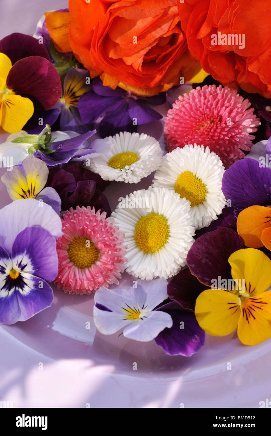 Common daisy (Bellis perennis), horned pansies (Viola cornuta) and turban buttercup (Ranunculus asiaticus 'Gambit Mix'), cut flowers on a plate Stock Photo
