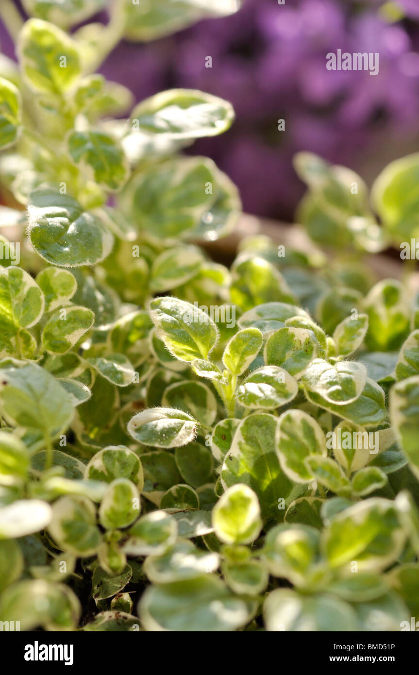 Greek oregano (Origanum vulgare 'Panta') Stock Photo