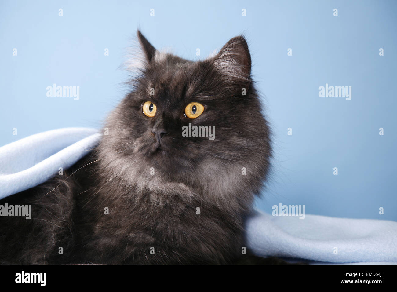 Deutsch Langhaar Portrait / German Angora Portrait Stock Photo