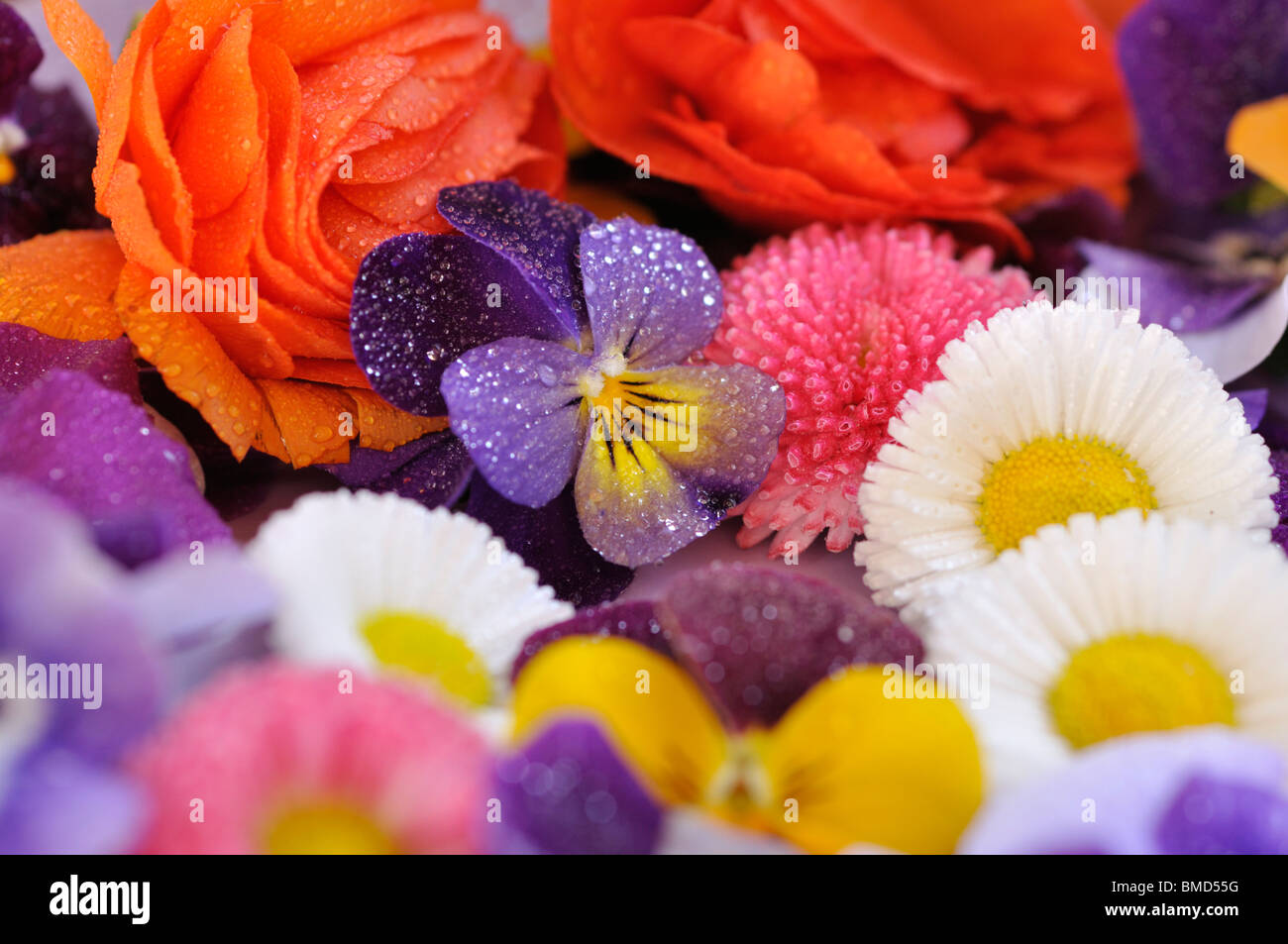 Horned pansies (Viola cornuta), common daisy (Bellis perennis) and turban buttercup (Ranunculus asiaticus 'Gambit Mix'), cut flowers on a plate Stock Photo