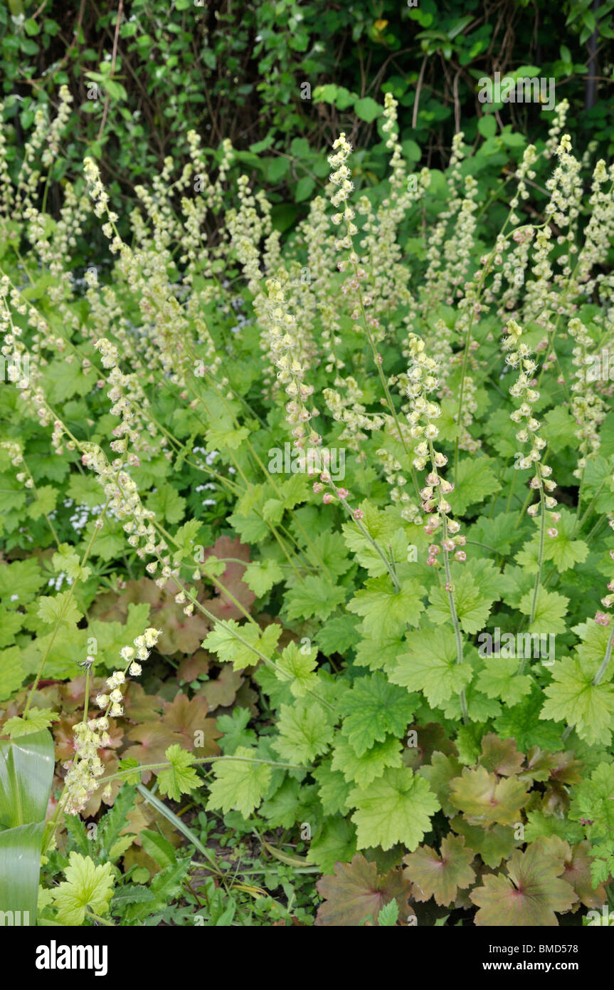 Fragrant fringecup (Tellima grandiflora) Stock Photo