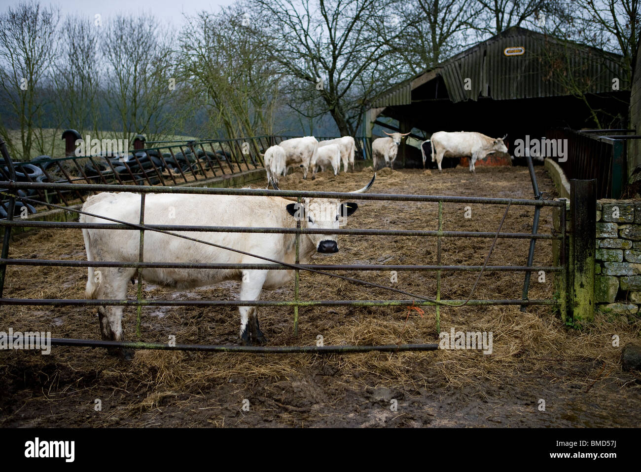 Long Horned Cattle on a farm in Gloucestershire. United Kingdom. Stock Photo