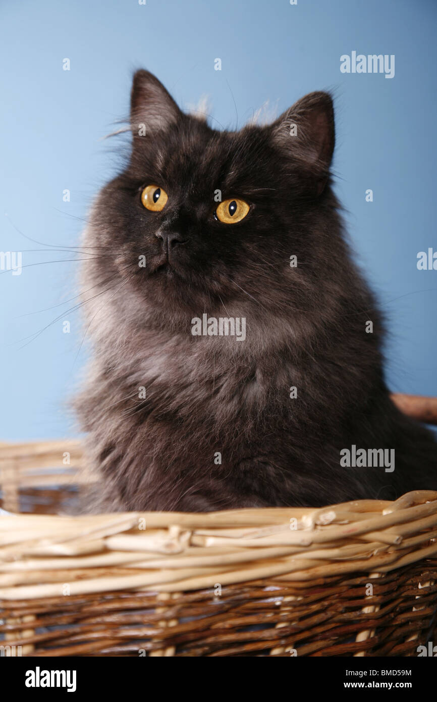 Deutsch Langhaar / German Angora Stock Photo