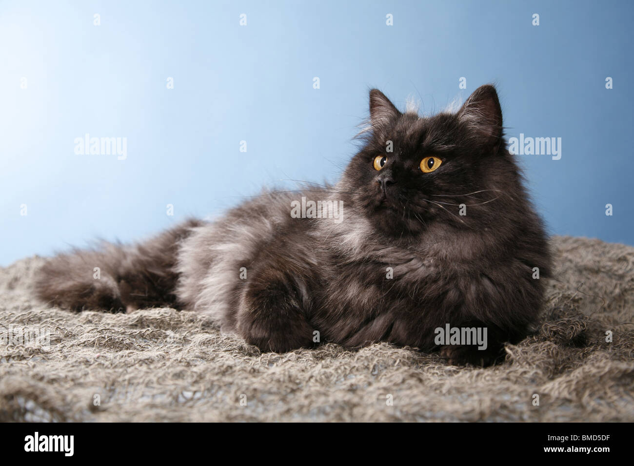 liegende Deutsch Langhaar / lying German Angora Stock Photo