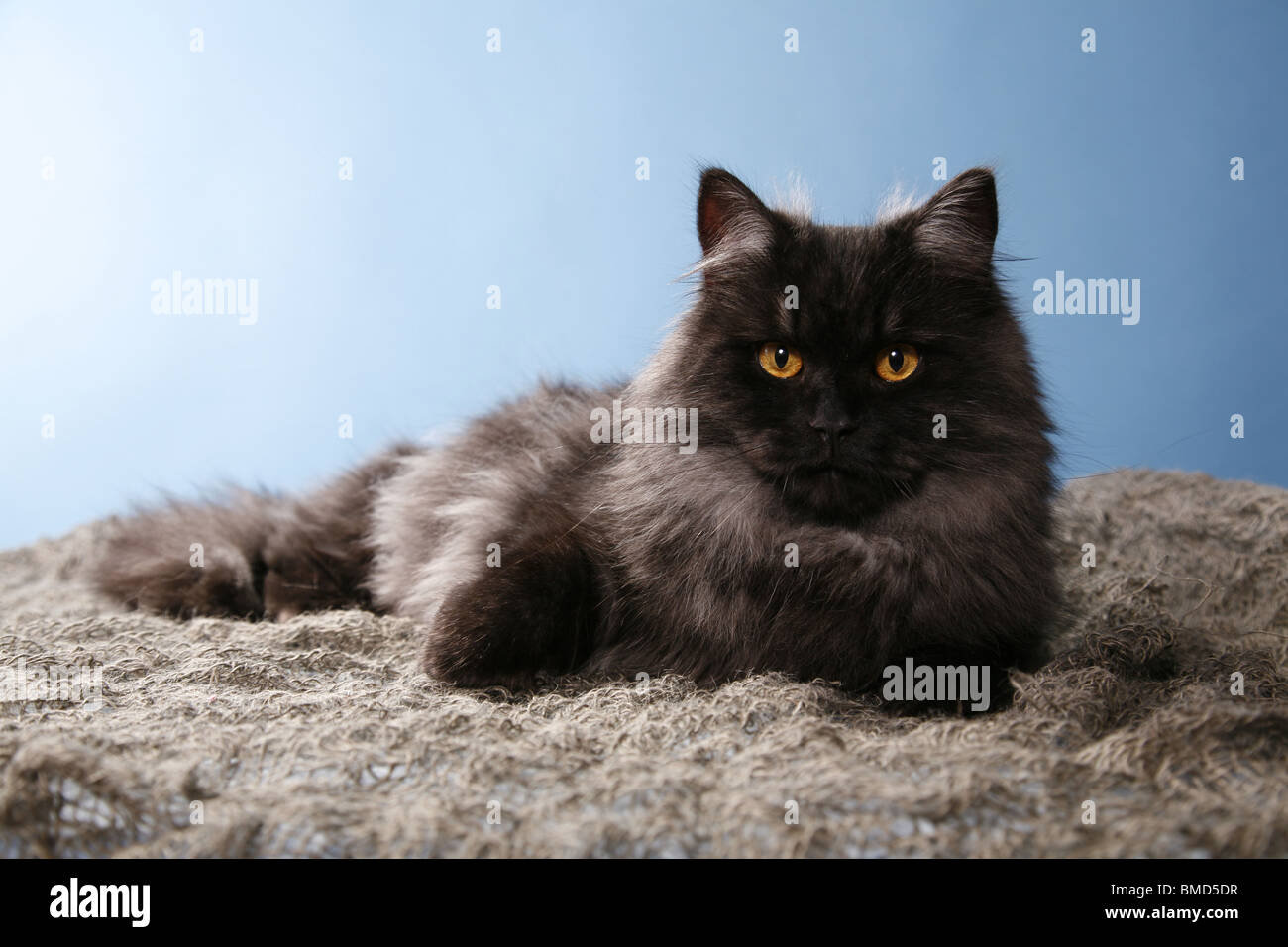 liegende Deutsch Langhaar / lying German Angora Stock Photo