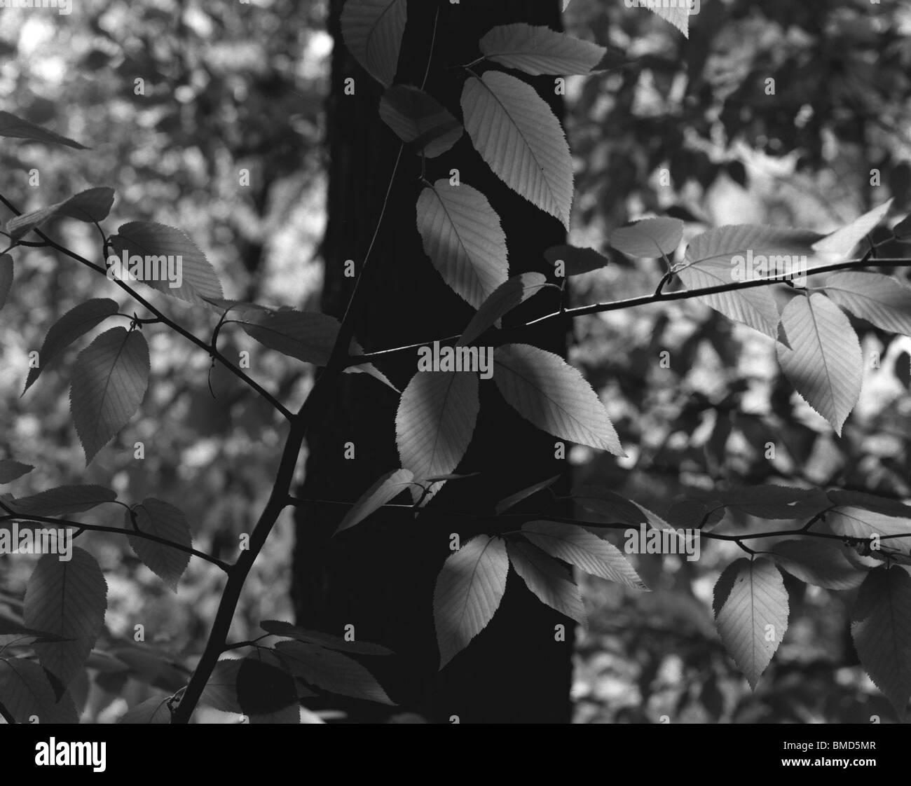 Branch tree leaves Black and White Stock Photos & Images - Alamy