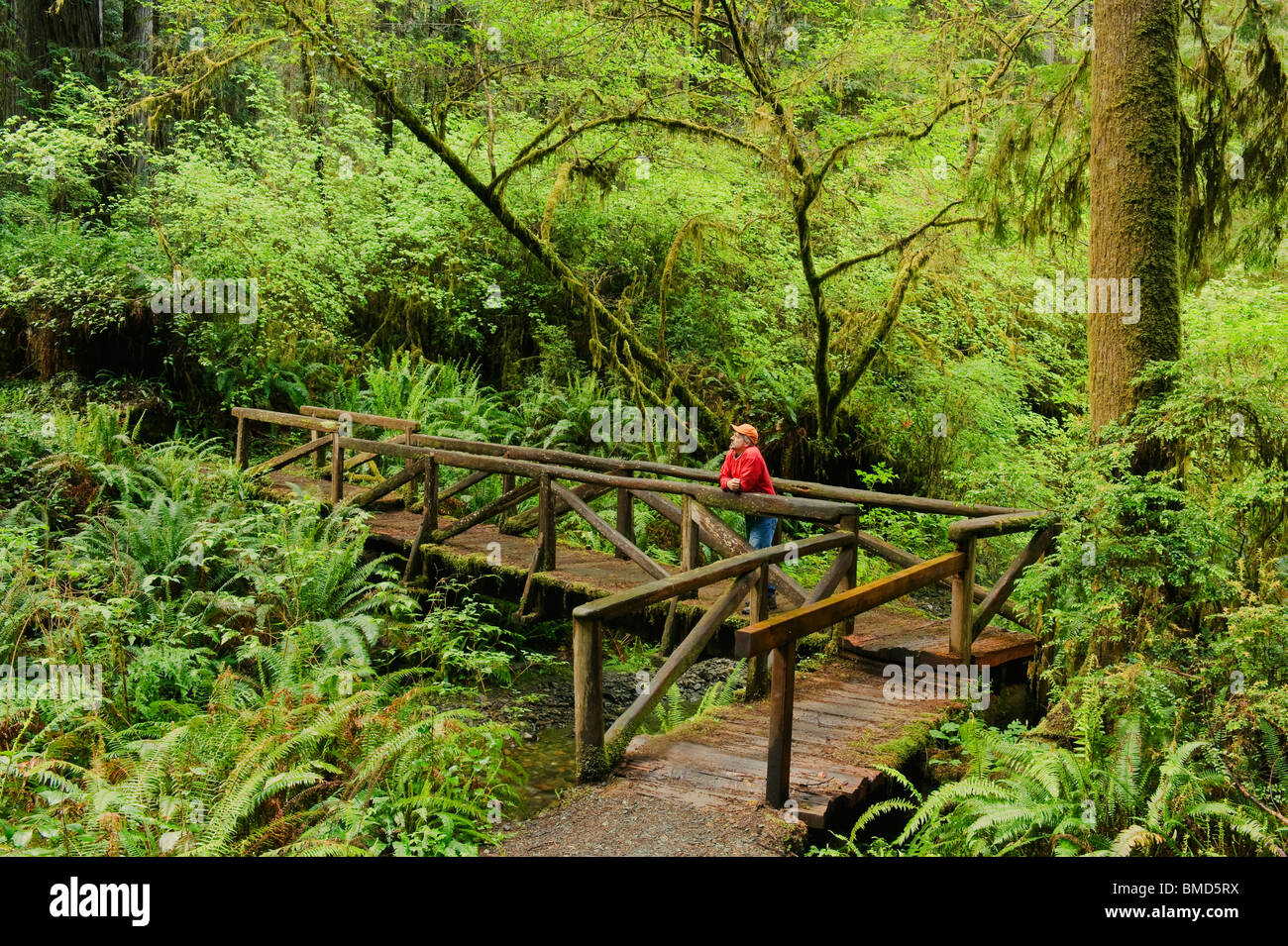 Man on wooden bridge, Redwood National Park, California Stock Photo