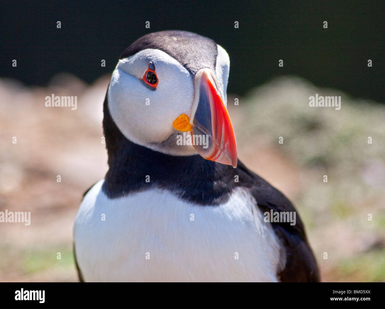 Atlantic Puffin (fratercula arctica), Skomer Island, Wales Stock Photo