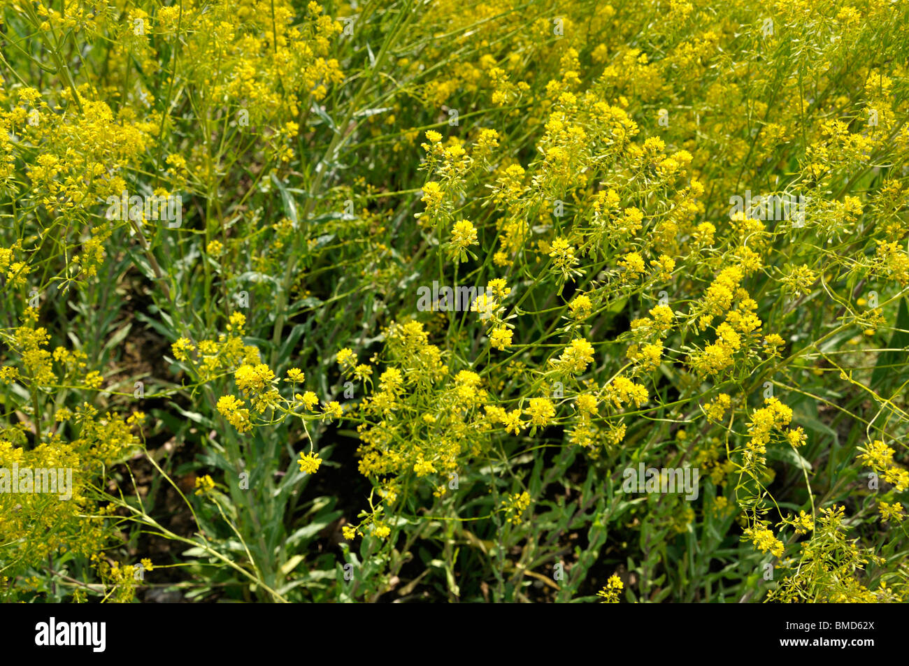 Common dyer's weed (Isatis tinctoria) Stock Photo
