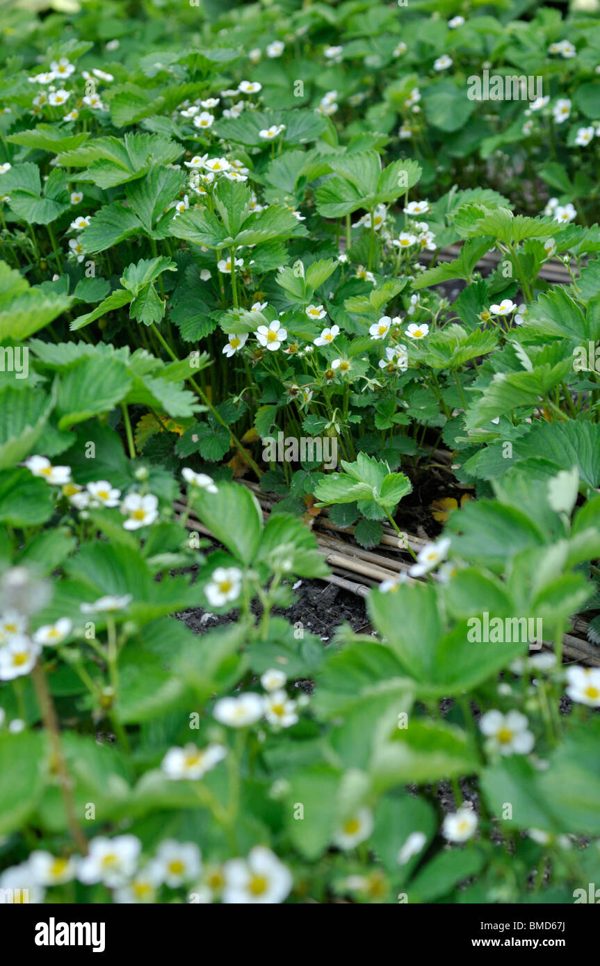 Garden strawberry (Fragaria x ananassa) Stock Photo