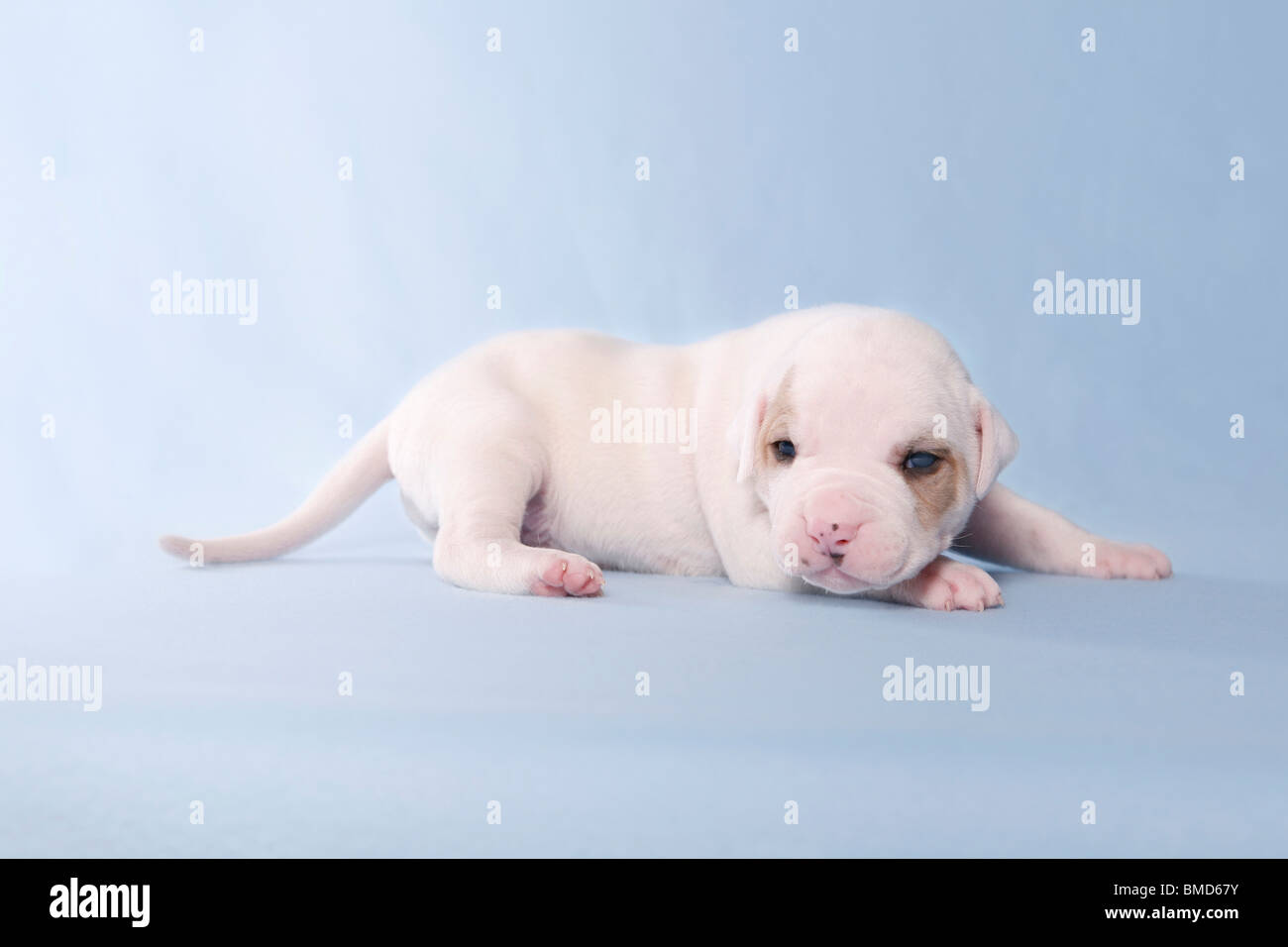 American Bulldog Baby  Stock Photo