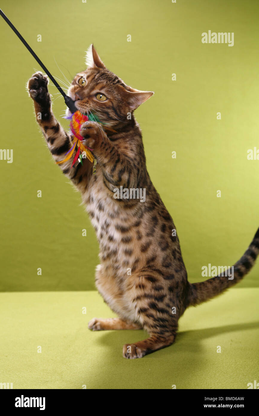 Bengal Katze Stock Photo