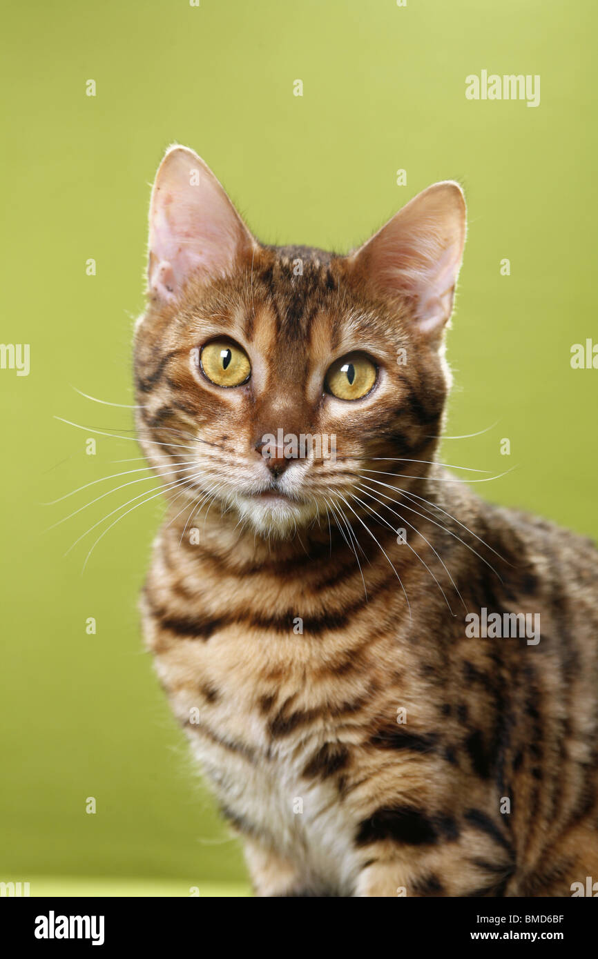 Bengal Katze Stock Photo