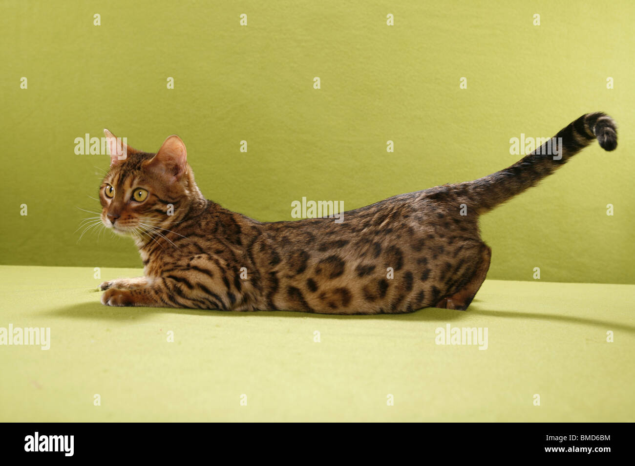 Bengal Katze Stock Photo