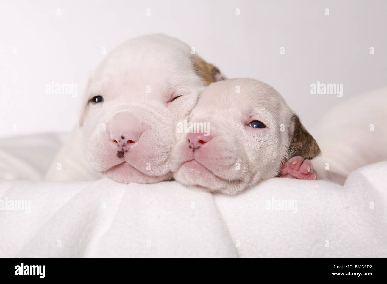 American Bulldog Baby Stock Photo Alamy