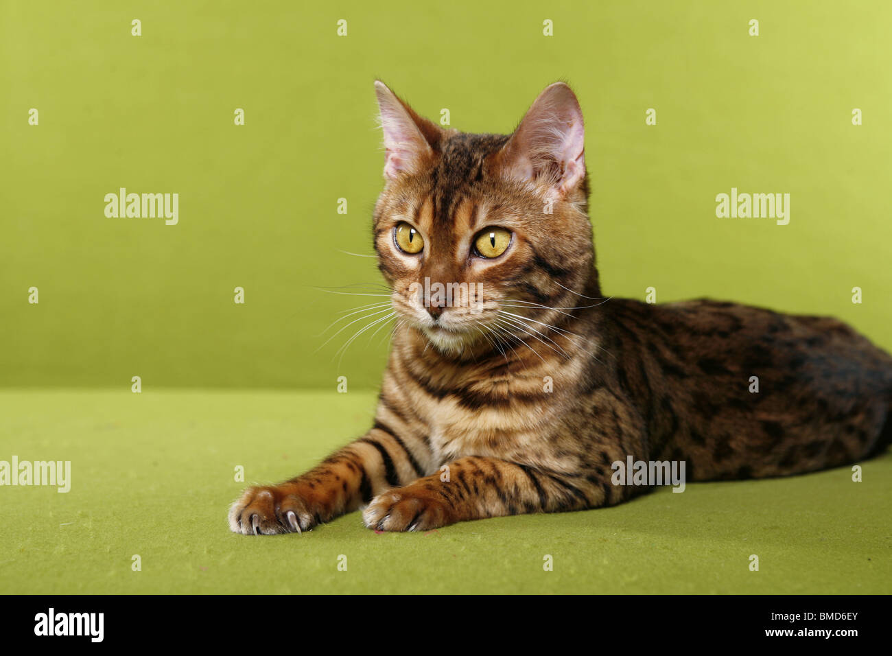 Bengal Katze Stock Photo