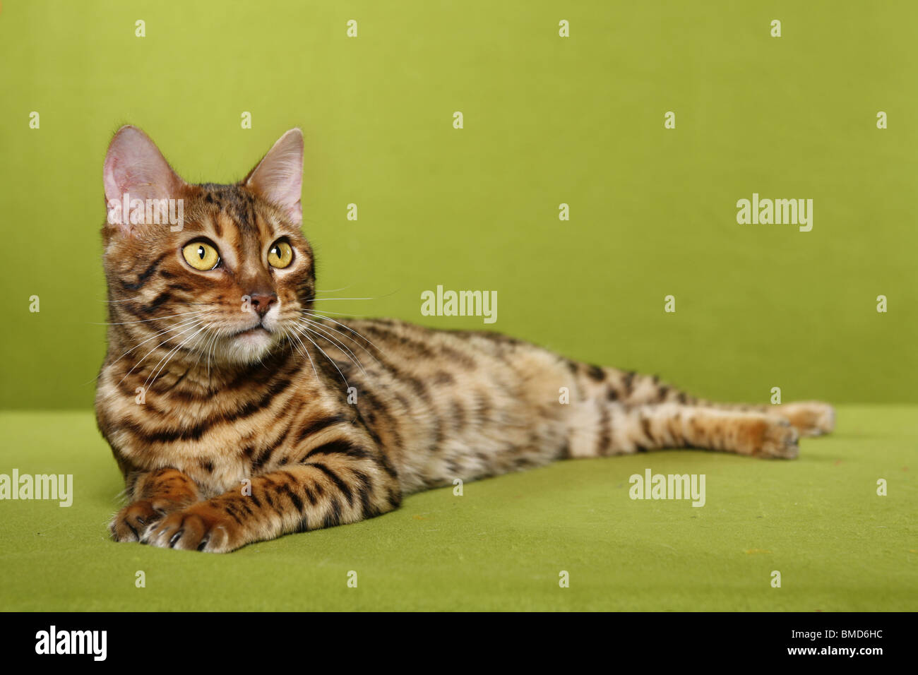 Bengal Katze Stock Photo