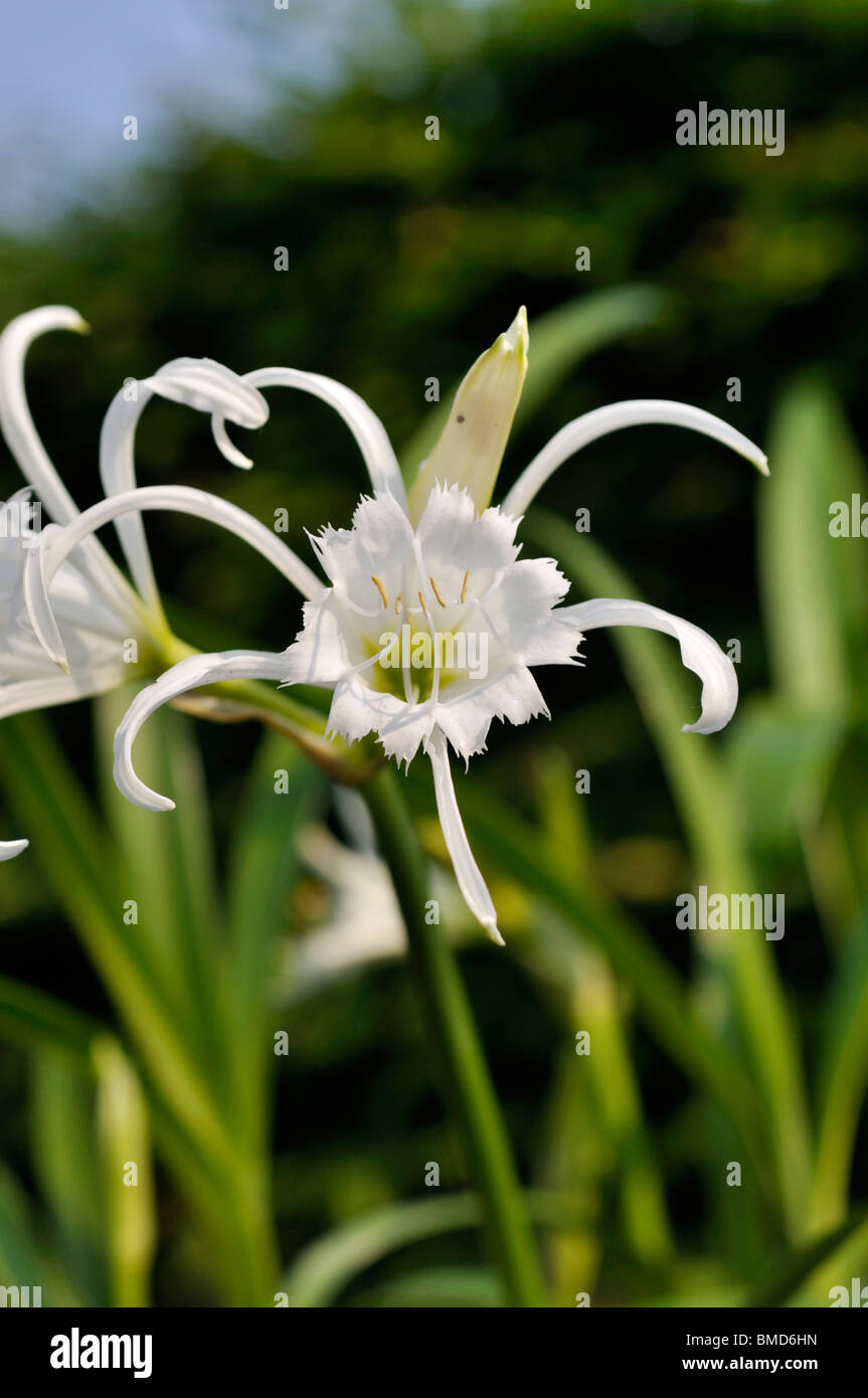 Spider lily (Hymenocallis x festalis) Stock Photo