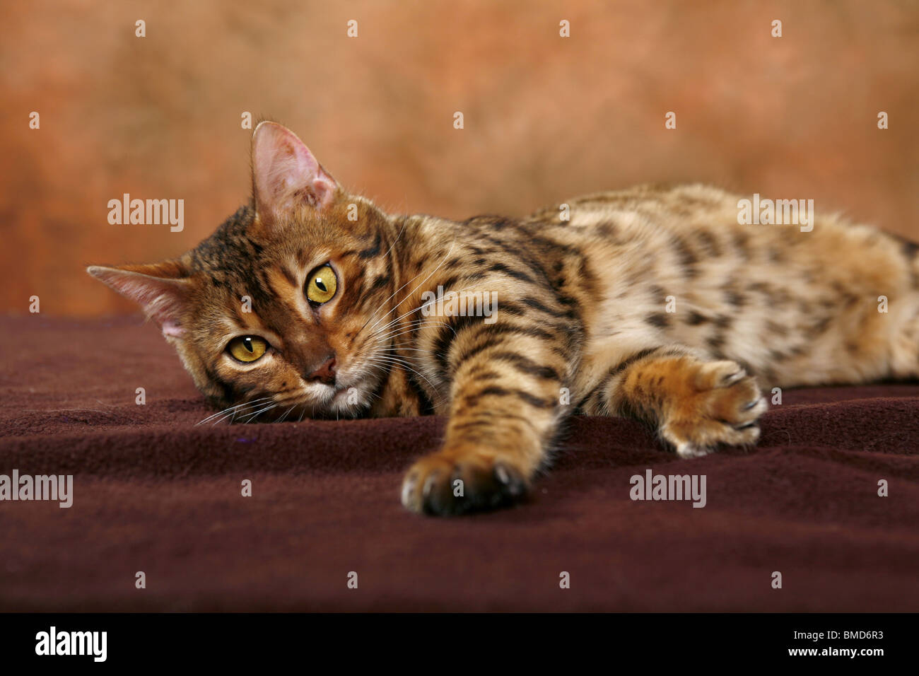 Bengal Katze Stock Photo