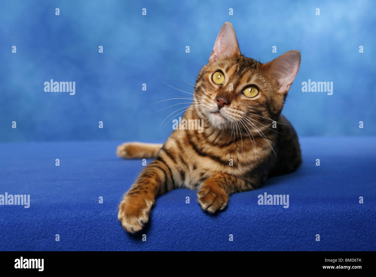 Bengal Katze Stock Photo