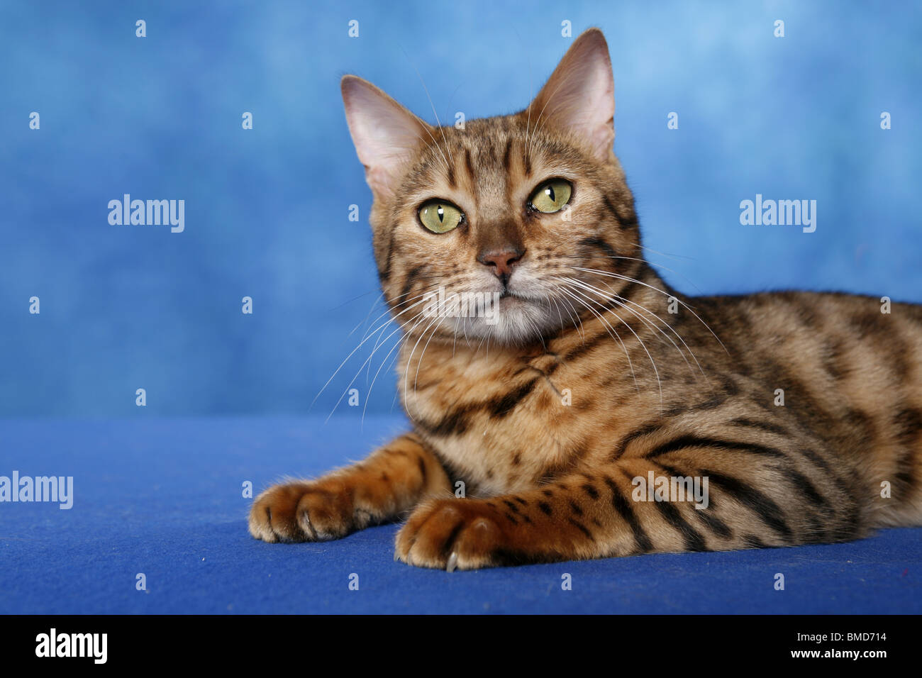 Bengal Katze Stock Photo