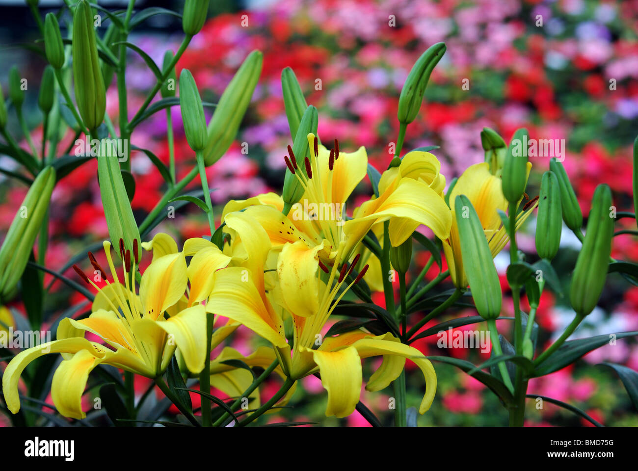 Flowers in a Garden Stock Photo - Alamy