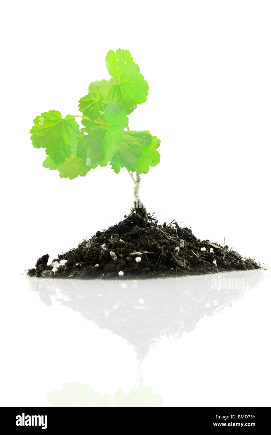 Vigorous young plant in a pile of rich soil - isolated Stock Photo
