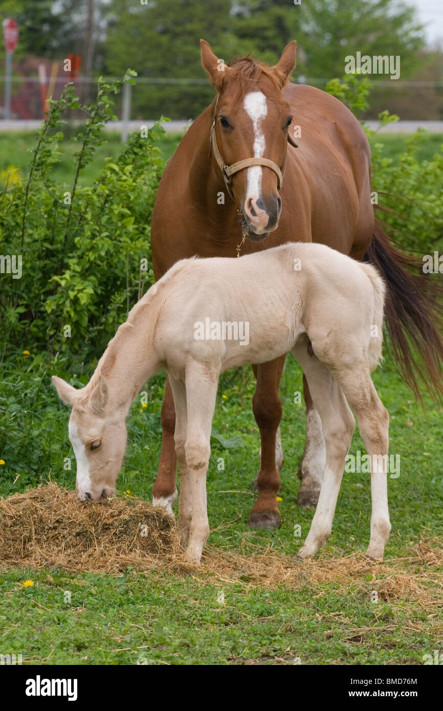 palomino foal eating hay in a field with mother Stock Photo Alamy