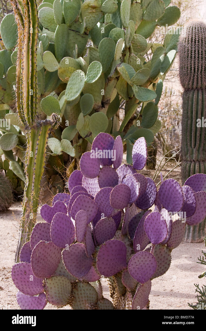 Purple Prickly Pear Cactus Opuntia Microdasys Stock Photo Alamy