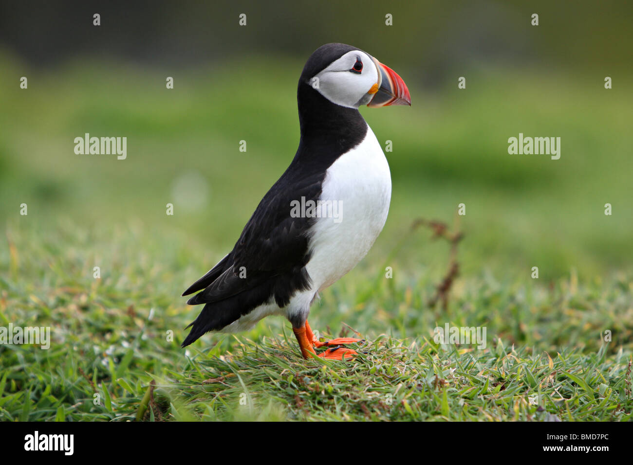 Atlantic Puffin (Fratercula arctica) adult, breeding season, Skomer Island, Pembrokeshire, Wales Stock Photo