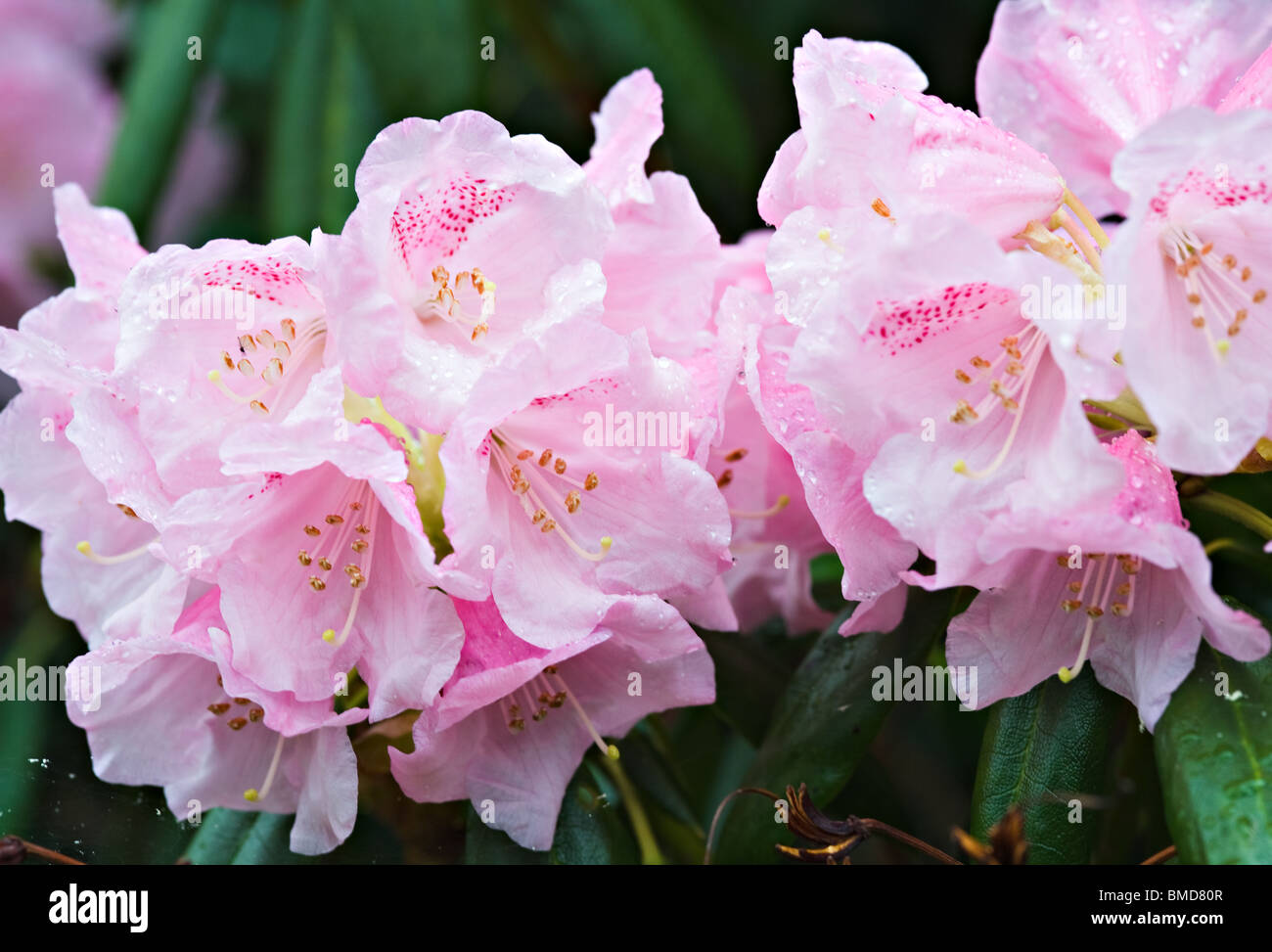 Closeup of Rhododendron Maculiferum Flowers in Bergen Arboretum Norway Stock Photo