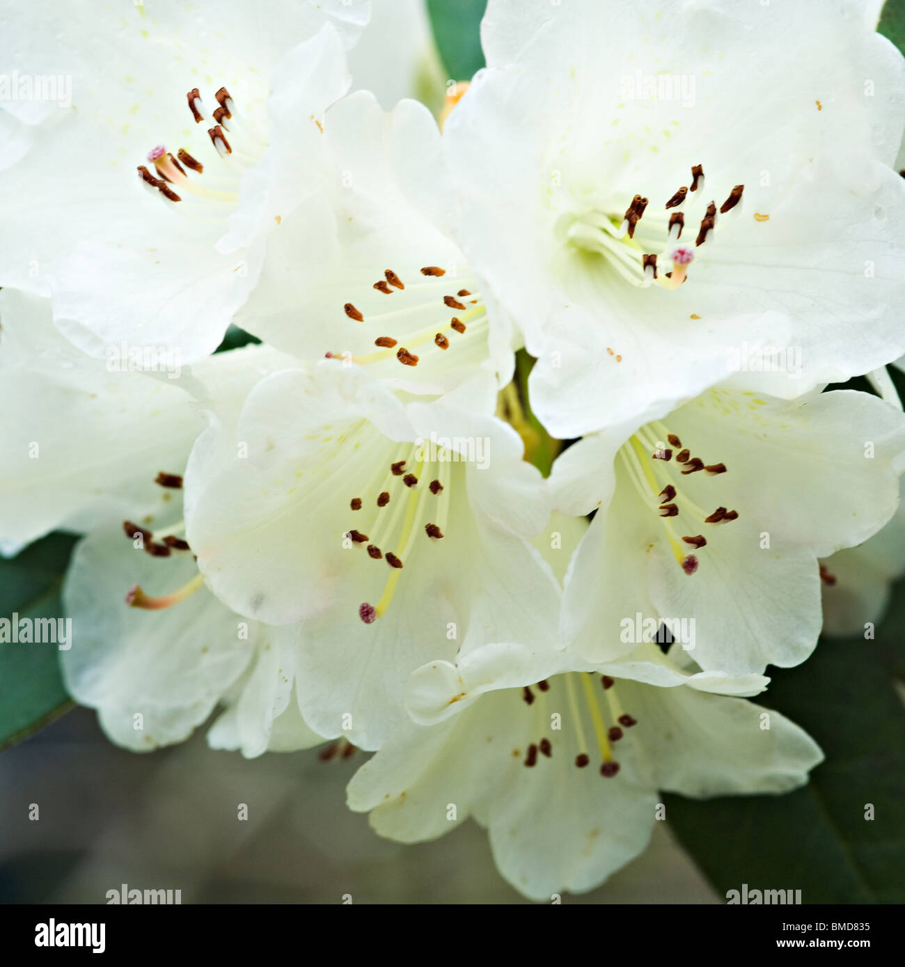 Closeup of Rhododendron Citriniflorum Flowers in Bergen Arboretum Norway Stock Photo